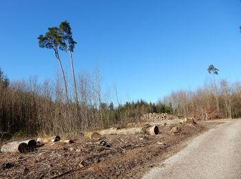 Percorso A piedi Münchenwiler - Münchenwiler - Galmacher - Photo