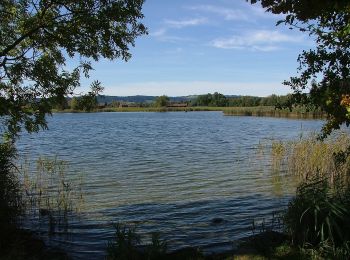 Excursión A pie Sulzberg - Rundwanderweg Sulzberg 9 - Photo