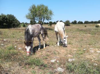 Tocht Mountainbike Remoulins - Remoulins - Pont du Gards - Photo