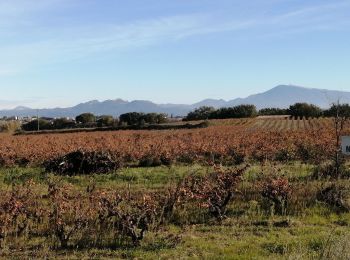 Tour Wandern Courthézon - étang Salé  - Photo