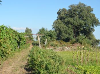 Tocht Te voet Sobrosa - Caminhos de Sobrosa - Photo