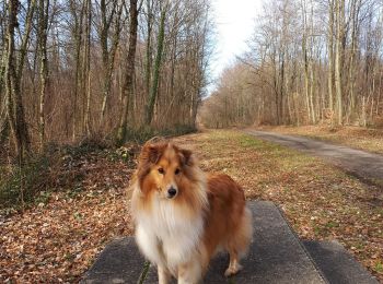 Tocht Stappen Ville-Houdlémont - Saint Denis 15/02/2020 - Photo