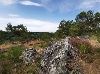 Trail Walking Saint-Gravé - Vers les grées et le mur interminable.  - Photo