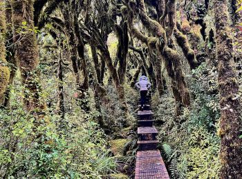 Trail On foot  - Te Araroa - 03 Waikato - g Pirongia Traverse - Photo