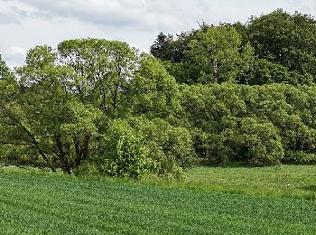 Randonnée A pied Lautertal - Rundwanderweg Beedenkirchen 1: Knorz-Weg - Photo