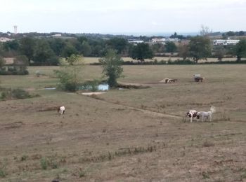 Tocht Stappen Brindas - brindas à messimy et plus loin - Photo