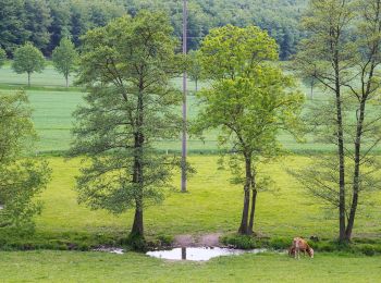 Randonnée A pied Lügde - Rundwanderweg A4 Rischenau - Kortenberg - Photo