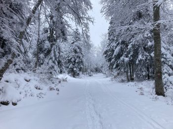 Percorso Racchette da neve Lans-en-Vercors - 5,8km R Lans-en-V Vertige des Cimes AR - Photo