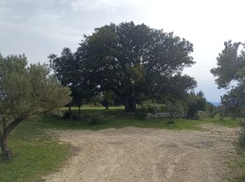 Randonnée Marche Cotignac - sommet du Bessillon - Photo