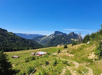 Excursión Senderismo Bellecombe-en-Bauges - Tour de BancPlat, Dent des portes en partant du petit reposoir  - Photo