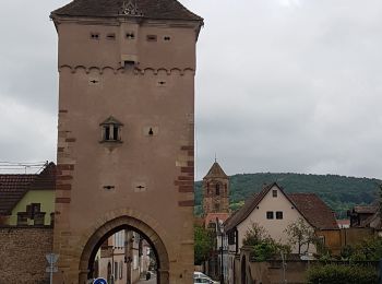 Trail Walking Rosheim - Le vignoble de Rosheim - Photo