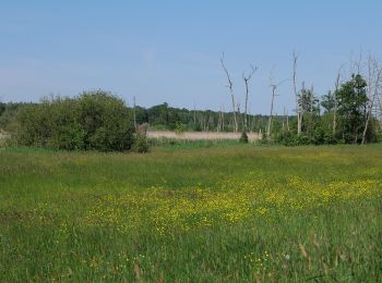 Randonnée A pied Glienicke/Nordbahn - Rundwanderweg Eichwerder Moorwiesen - Photo