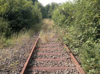 Tour Zu Fuß Wildflecken - Rhön-Rundweg 1 Wildflecken - Photo