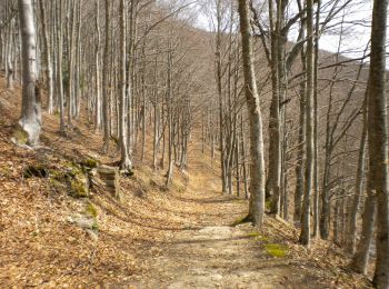 Trail On foot Verghereto - IT-125 - Photo