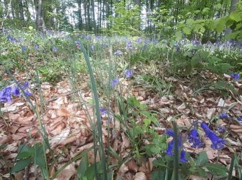 Tour Wandern Orry-la-Ville - Le tour du grand paris via le GR1  Etape 8 Coye - Dammartin - Photo