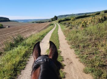 Tour Kutsche fahren Fleury-la-Rivière - Wikiloc - Attelage - Écoute s'il pleut - Photo