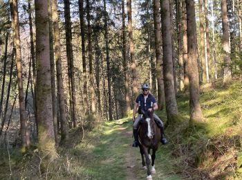 Trail Horseback riding Chiny - Chiny pi - Photo