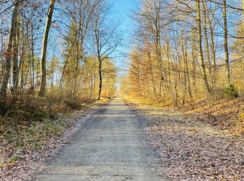 Randonnée Marche Lacroix-Saint-Ouen - en forêt de Compiègne_45_sur les Routes de Morienval et de Champlieu - Photo