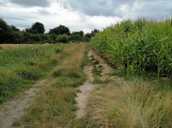 Tocht Trail Hazebroek - 12 km Hazebrouck nature  - Photo