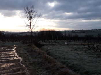 Randonnée Marche Val-du-Layon - st Aubin de Luigné  - Photo