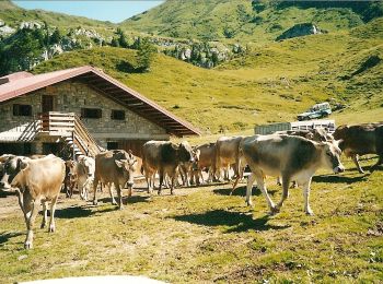 Excursión A pie Paluzza - (SI A03) Cassera Pal Grande di Sopra - Rifugio Fabiani - Photo