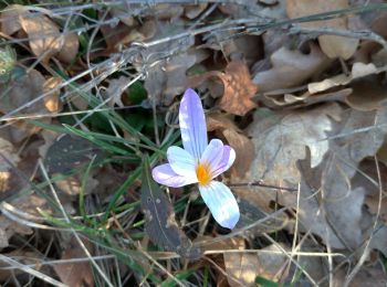 Randonnée Marche Solliès-Toucas - les morières et autres curiosités 10/03/2023 - Photo