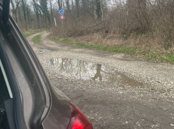 Percorso sport Gambsheim - Forêt de Gambsheim  - Photo