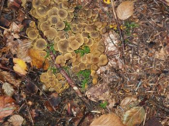 Tour Wandern La Baroche - chanterelles en tube - Photo