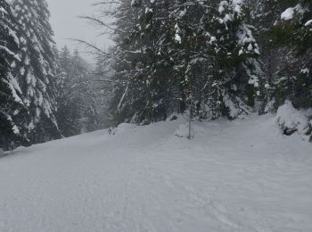 Percorso Racchette da neve Gérardmer - Gerardmer raquettes 5 - Photo