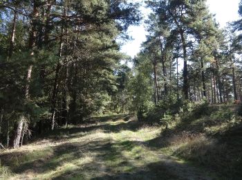 Tour Zu Fuß Groß Köris - Rundweg Löpten - Photo