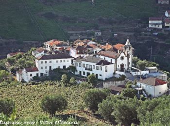 Trail On foot Folhadela - Percurso pedestre do Douro Vinhateiro III - Photo