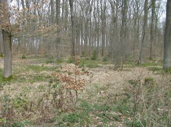 Tour Zu Fuß Niestetal - Heiligenrode - Steinberghaus - Photo