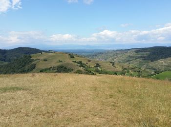 Excursión Bici de montaña Ihringen - VTT Kaiserstuhl 2020 - Photo