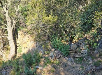 Randonnée Marche Bormes-les-Mimosas - Forêt du Dom - Photo