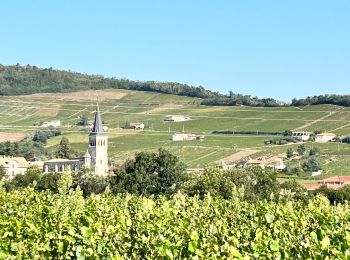 Trail Walking Chénas - Chenas - Le Venet (2) - Photo