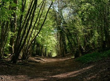 Percorso A piedi Mole Valley - Norbury Park Off Road Cycle & Walk (SCC) - Photo