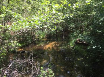 Trail Walking Belin-Béliet - Séve châtaigniers  - Photo