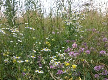 Tocht Geocaching Rixheim - promenade champêtre - Photo