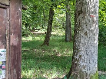 Percorso Marcia Poigny-la-Forêt - Rochers d'Angennes Yvelines - Photo