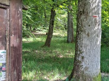 Trail Walking Poigny-la-Forêt - Rochers d'Angennes Yvelines - Photo