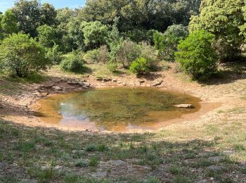 Percorso Marcia Puéchabon - Le Plateau de Montcalmes par Puechabon - Photo