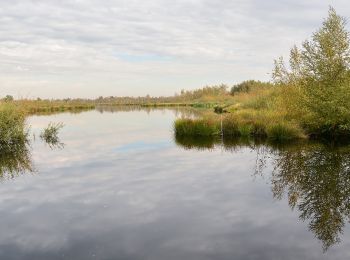 Tocht Te voet Nederweert - Paardenbegrazing - Photo