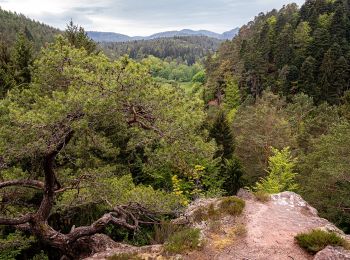 Randonnée A pied Dahn - Kaletschkopf-Tour - Photo