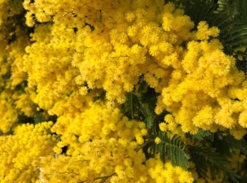 Randonnée Marche Pégomas - Mimosa Pégomas  - Photo