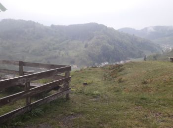 Tocht Stappen Storckensohn - le Sternsee depuis Storckensohn par la grande cascade et le Gazon Vert - Photo