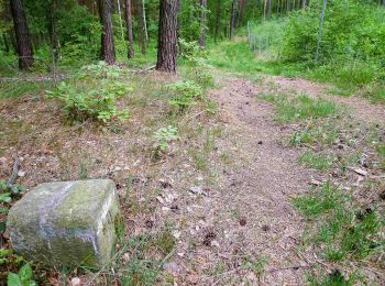 Trail On foot Belgern-Schildau - Schildau - Sitzenroda - Ochsensaal - Schildau - Photo