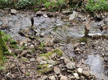 Excursión Senderismo Tournavaux - Blossette la gyre et la lyre - Photo