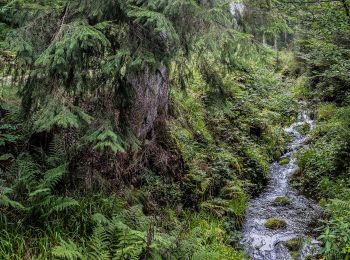 Percorso A piedi Bad Rippoldsau-Schapbach - Grenzweg - Photo