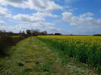 Randonnée Marche Tauxigny-Saint-Bauld - Tauxigny - 26.7km 170m 5h20 (30mn) - 2021 03 27 - Photo