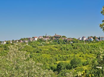 Tour Zu Fuß Belforte Monferrato - Belforte Monferrato - Monte Colma - Photo